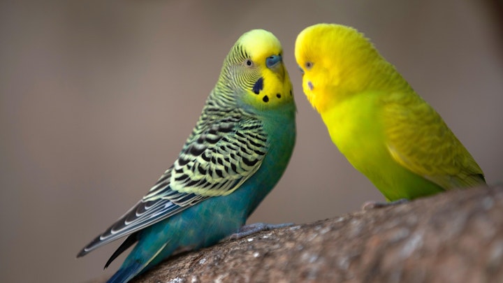 セキセイインコを繁殖させるには?オスとメスの判別方法も解説のアイキャッチ画像