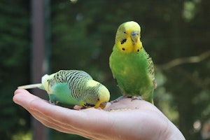 セキセイインコ,巣箱,繁殖,卵,ヒナ,発情