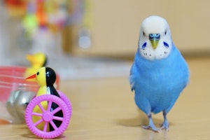 エサ,おもちゃ,飼い主,セキセイインコ,ストレス解消,遊び