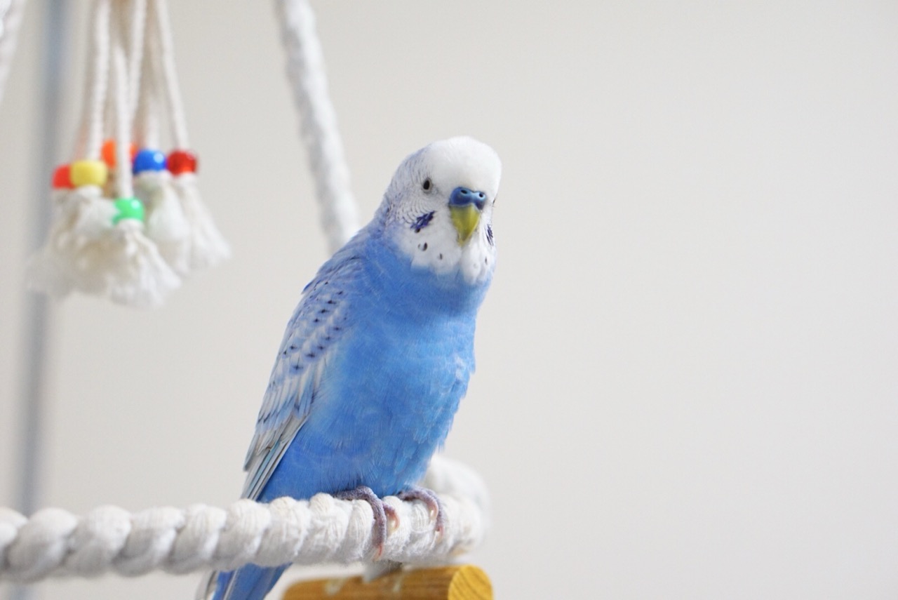 セキセイインコは遊びが大好き！おすすめおもちゃや遊び方を解説