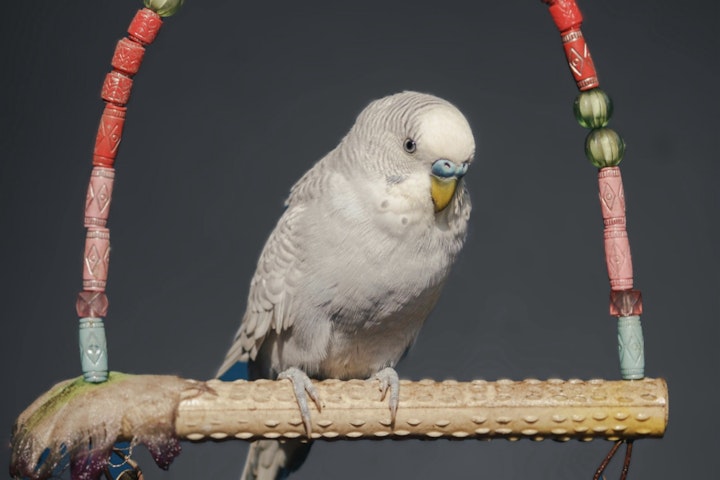 エサ,おもちゃ,飼い主,セキセイインコ,ストレス解消,遊び