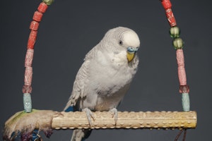エサ,おもちゃ,飼い主,セキセイインコ,ストレス解消,遊び