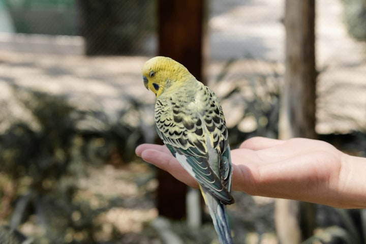 エサ,おもちゃ,飼い主,セキセイインコ,ストレス解消,遊び