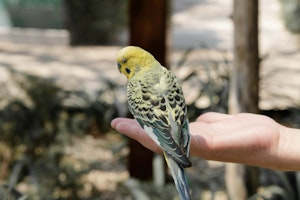 エサ,おもちゃ,飼い主,セキセイインコ,ストレス解消,遊び