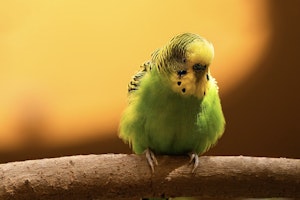 エサ,おもちゃ,飼い主,セキセイインコ,ストレス解消,遊び