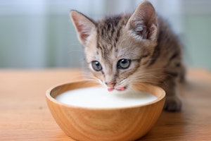 お茶,ミルク,商品紹介,水,猫,飲み物