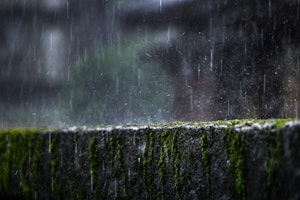 グリーフ,心,悲しみ,ペットロス,ペットロス症候群