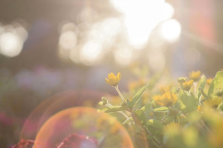 グリーフ,心,悲しみ,ペットロス,ペットロス症候群