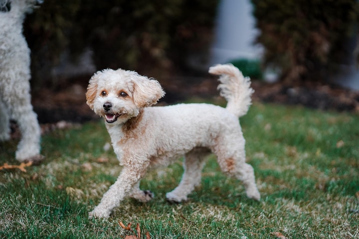 獣医師監修,貧血,溶血,パルボウイルス,症状,検査,赤血球,治療