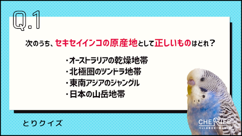 【クイズ】セキセイインコの雑学に挑戦!可愛く賢い小鳥のヒミツのアイキャッチ画像