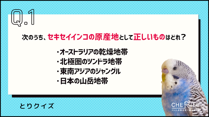 【クイズ】セキセイインコの雑学に挑戦!可愛く賢い小鳥のヒミツのアイキャッチ画像