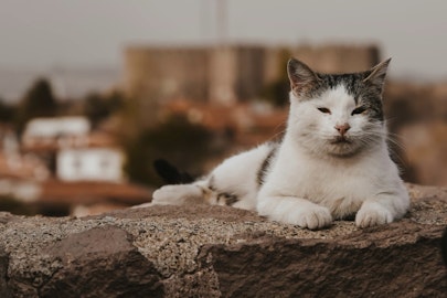 保護猫活動とは?一時預かり・ボランティアなどさまざまな支援の形のアイキャッチ画像