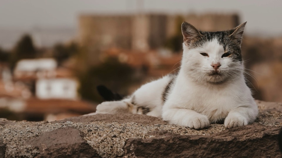 保護猫活動とは?一時預かり・ボランティアなどさまざまな支援の形