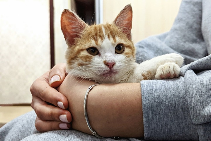 支援,譲渡,保護団体,保護猫,ボランティア,猫