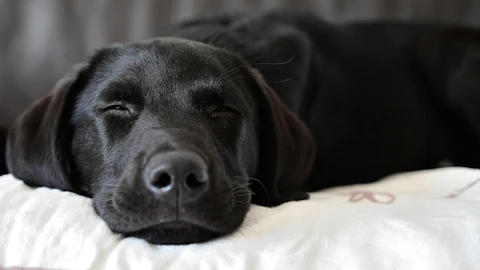 【獣医師監修】気にしたことある?犬の免疫介在性溶血性貧血とはのアイキャッチ画像