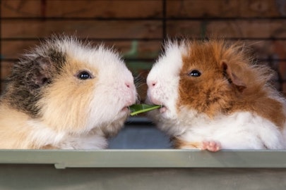 モルモットの主食は牧草?フード選びのポイントと与え方を解説のアイキャッチ画像