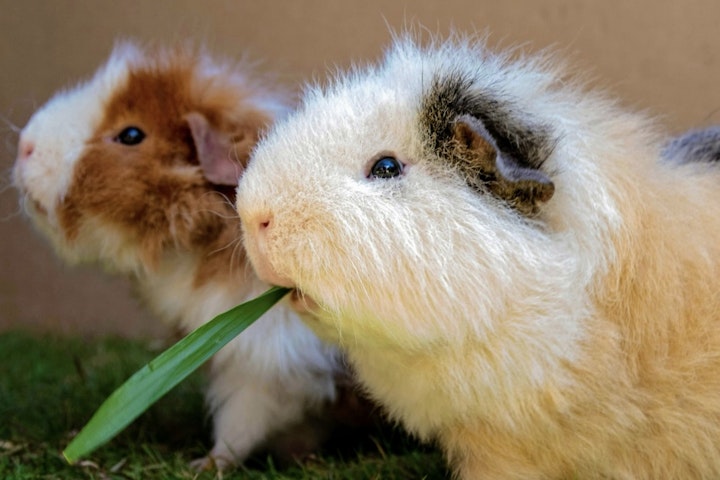 フード,モルモット,牧草,栄養,野菜