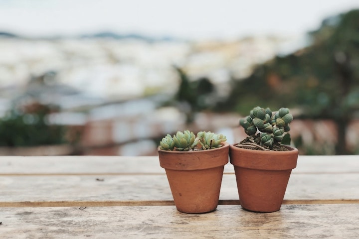 フード,モルモット,牧草,栄養,野菜