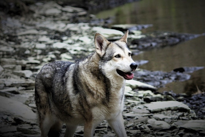 ウルフドッグ,オオカミ犬,交雑種,図鑑,性格,特徴,犬,犬種,狼犬,飼い方