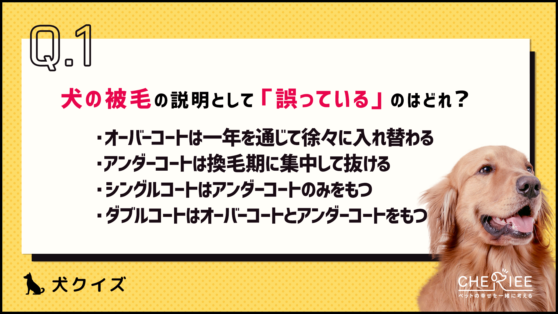 【クイズ】犬の被毛の特徴とは？知っておきたい基礎知識