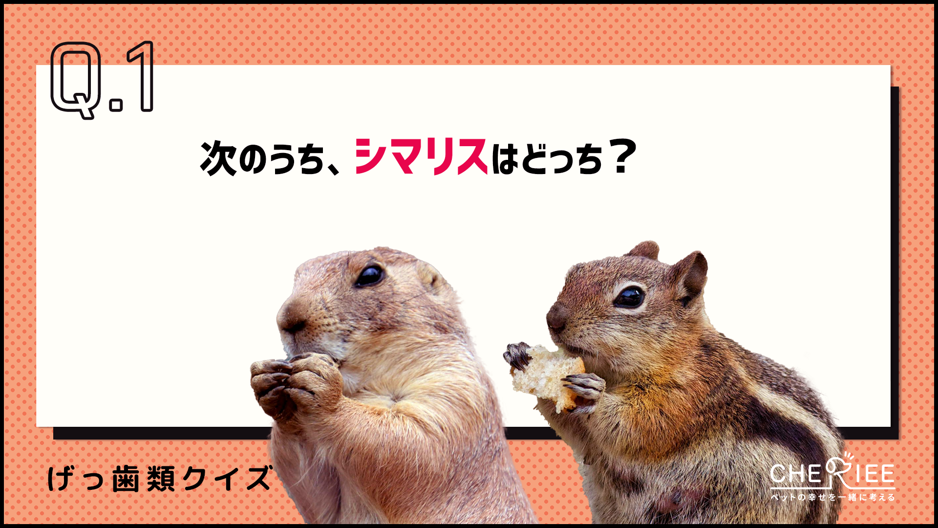 【クイズ】げっ歯類好きならわかる？かわいい小動物を見分けよう！