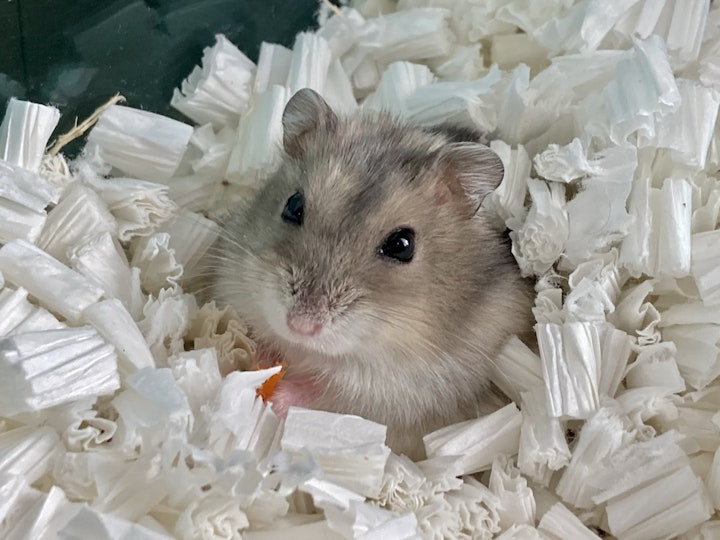 寒さ,対策,ハムスター,ヒーター,防寒