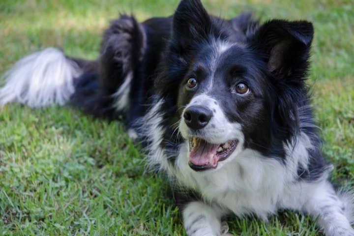 犬,飼いやすい,賢い,犬種,知能