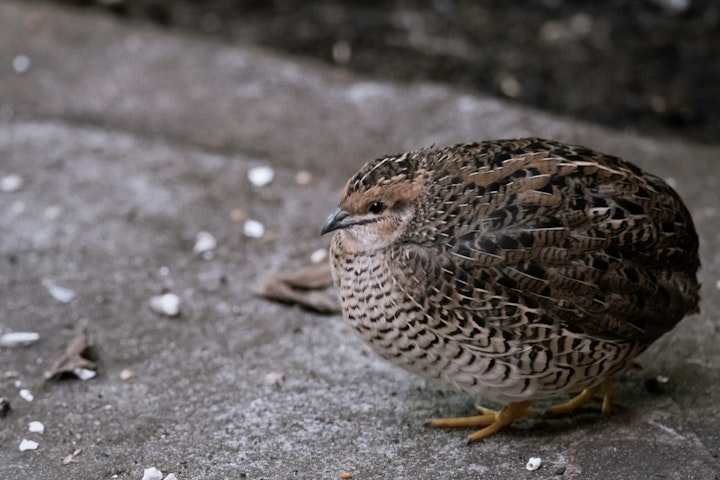 江戸時代,金魚,犬,猫,ハツカネズミ,ペット