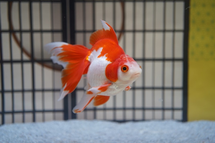 江戸時代,金魚,犬,猫,ハツカネズミ,ペット