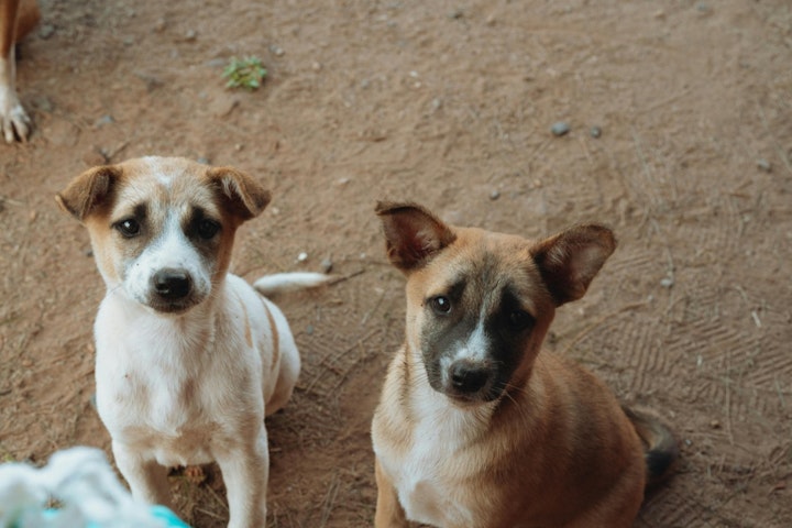 犬,保護活動,保護犬,ボランティア,譲渡