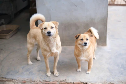 保護犬に関心がある方へ｜譲渡の流れ・飼う時の心得と支援方法を解説のアイキャッチ画像