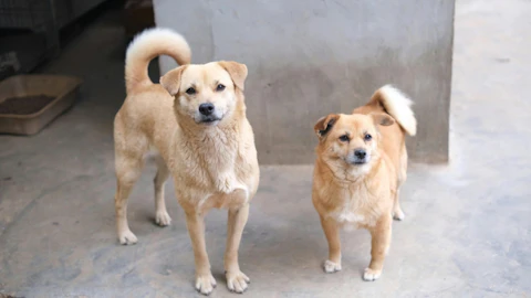 保護犬に関心がある方へ|譲渡の流れ・飼う時の心得と支援方法を解説のアイキャッチ画像