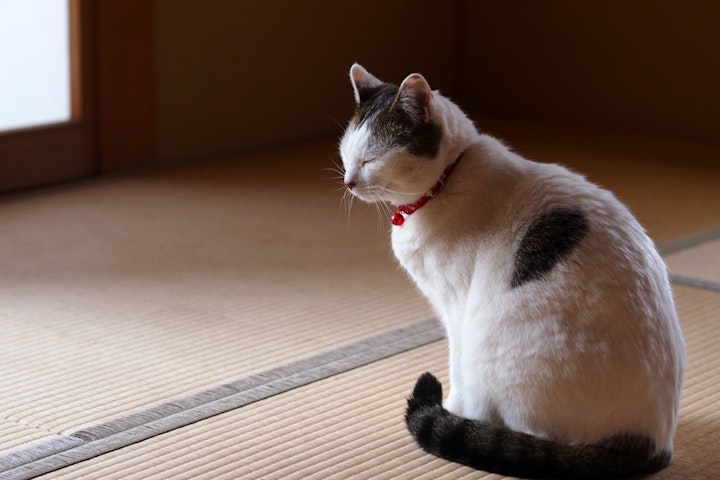 江戸時代,尾,浮世絵,猫,猫又,招き猫