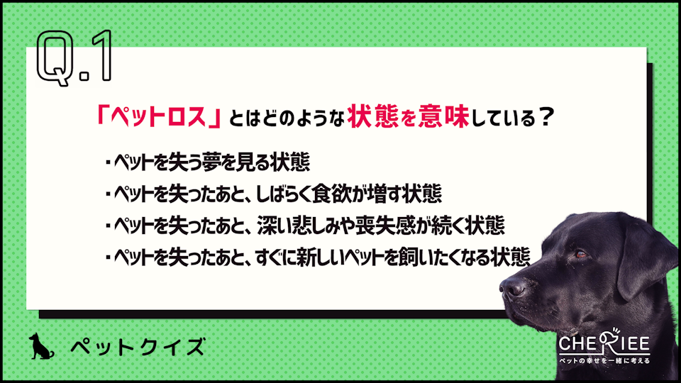 【クイズ】今から考えておこう!ペットロスとはどんな状態?