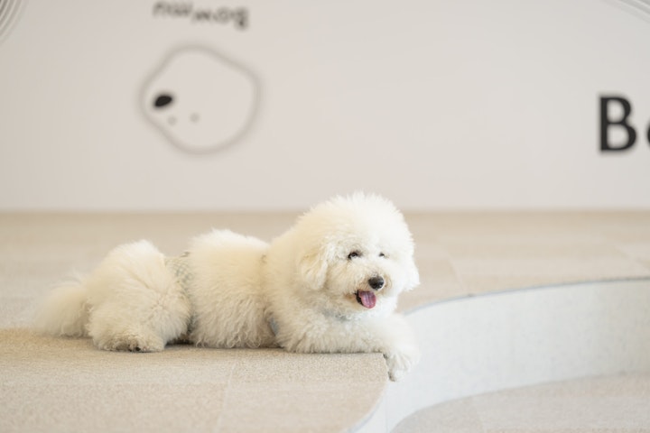 宮城県,仙台,ドッグラン,ドッグカフェ,一時預かり,ホテル,トリミング,保育園,トータルケア,健康寿命