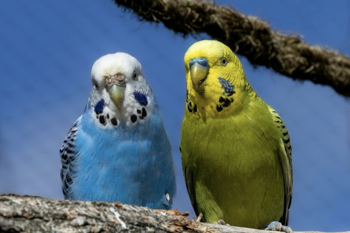 栄養,エサ,シード,セキセイインコ,ペレット