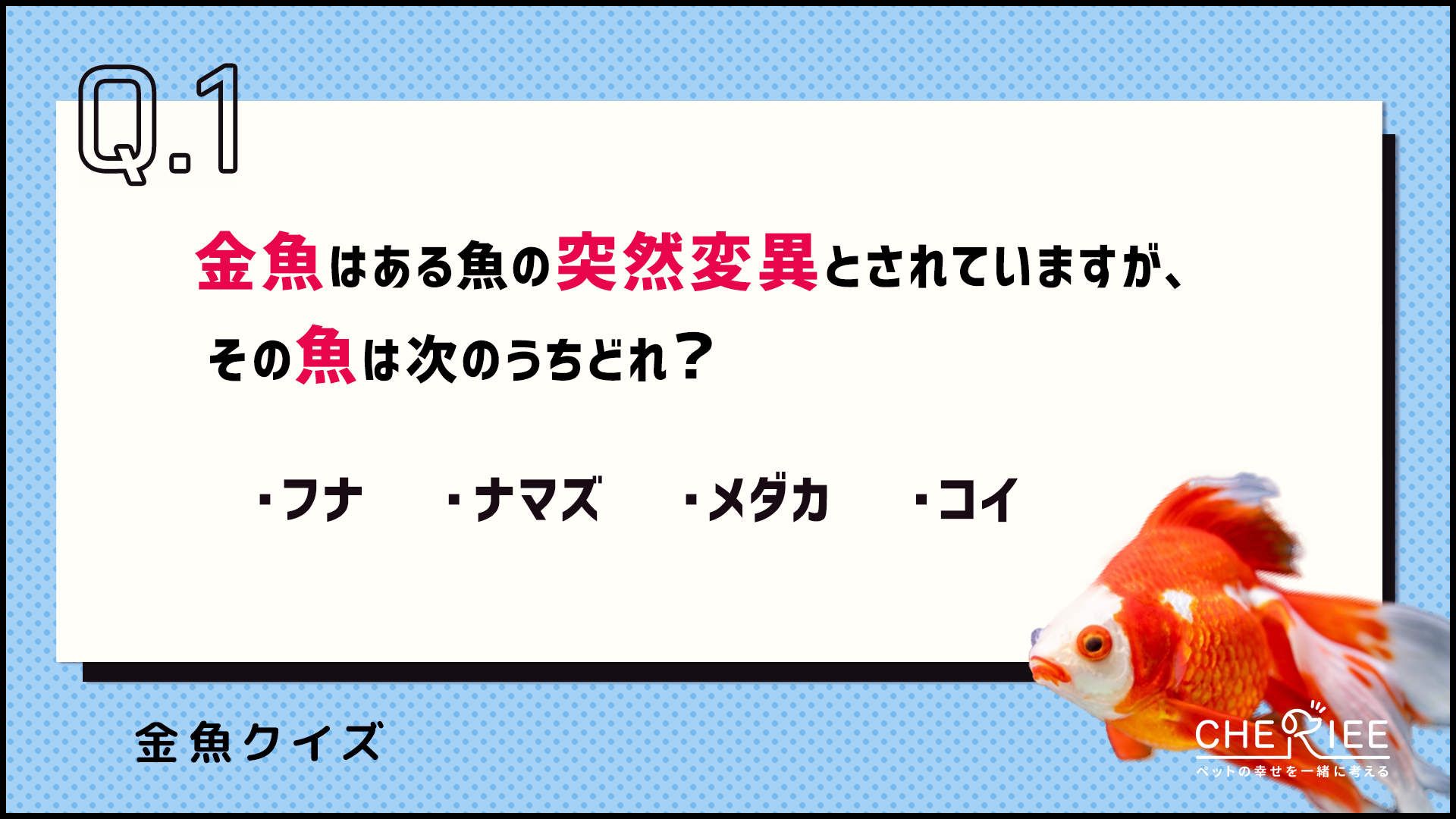 【クイズ】金魚の雑学と歴史に挑戦！意外と知らない金魚の豆知識