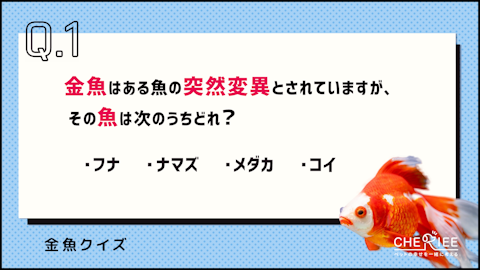 【クイズ】金魚の雑学と歴史に挑戦!意外と知らない金魚の豆知識のアイキャッチ画像