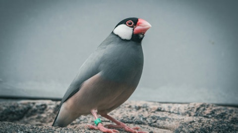 文鳥は「ベタなれ」する小鳥?特徴や飼い方の基本を解説のアイキャッチ画像