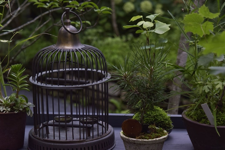 エサ,飼い方,ケージ,シード,文鳥