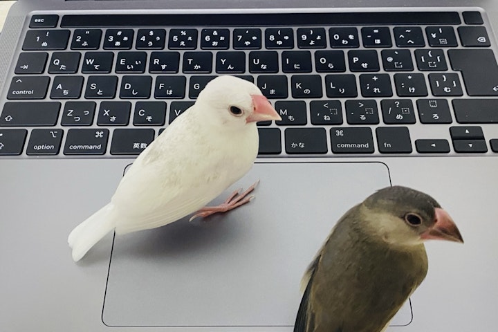 エサ,飼い方,ケージ,シード,文鳥