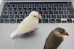 エサ,飼い方,ケージ,シード,文鳥