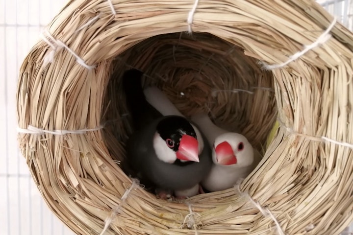 エサ,飼い方,ケージ,シード,文鳥