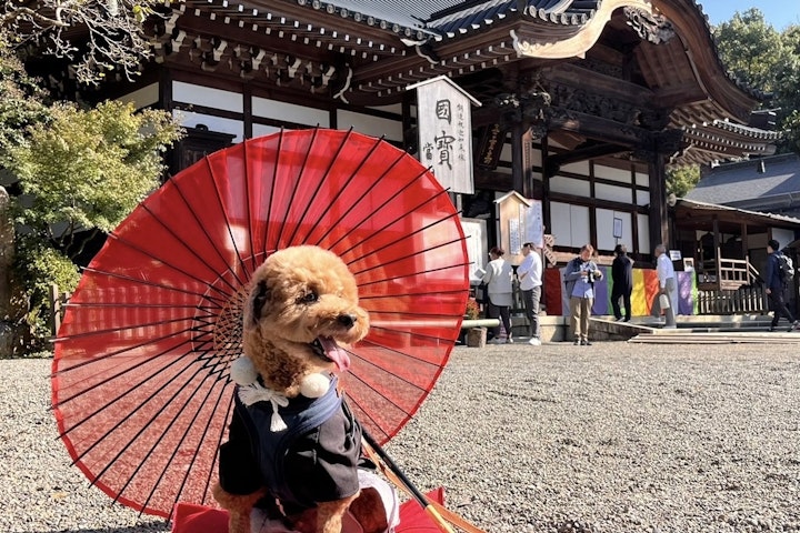 犬,猫,マナー,初詣,参拝,神社,関東