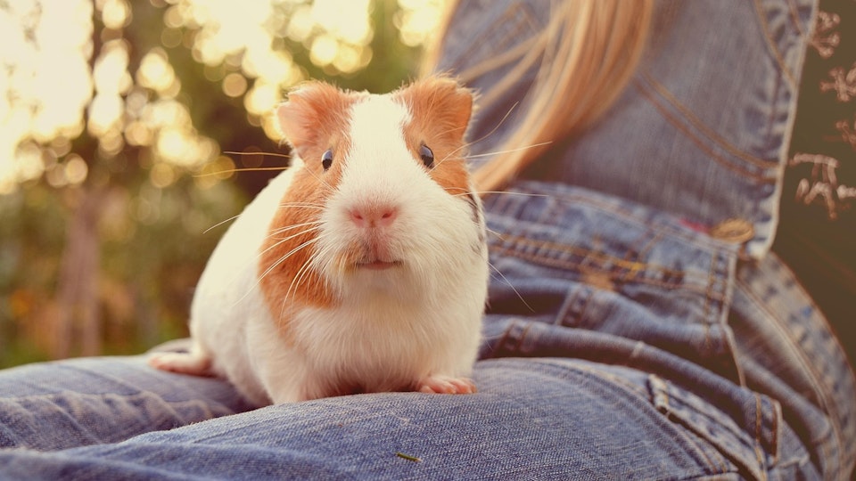 モルモットを馴れさせるには?仲良くなる方法や注意点を解説