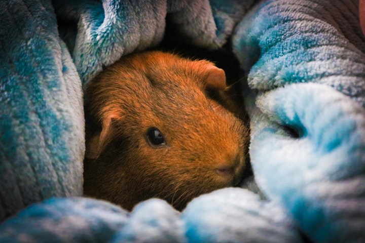 抱っこ,ケージ,動物,馴れさせる,モルモット