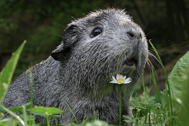 抱っこ,ケージ,動物,馴れさせる,モルモット