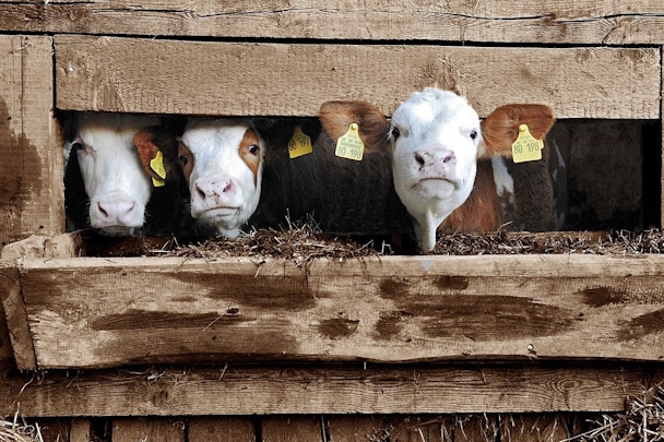 獣医師は動物病院の先生だけじゃない！公務員獣医師という働き方のアイキャッチ画像