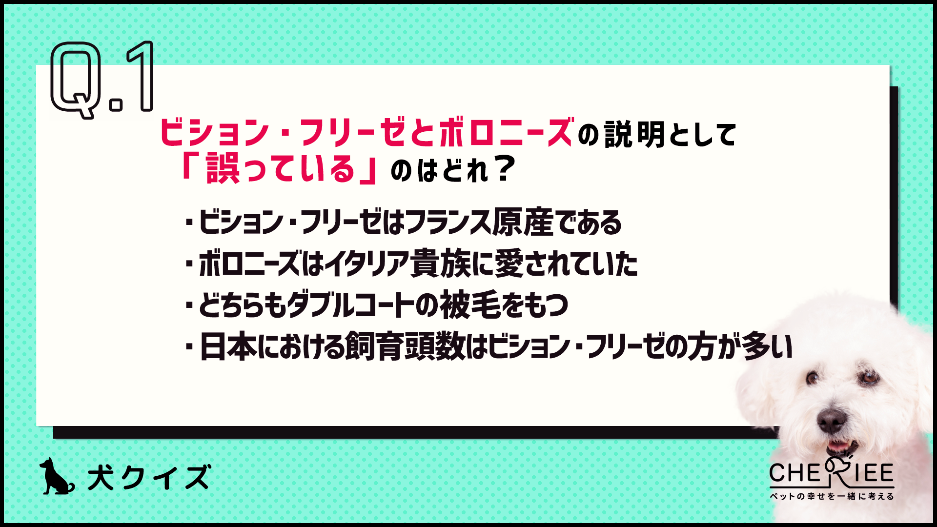 【クイズ】見分けられる？ビション・フリーゼとボロニーズの違いとは