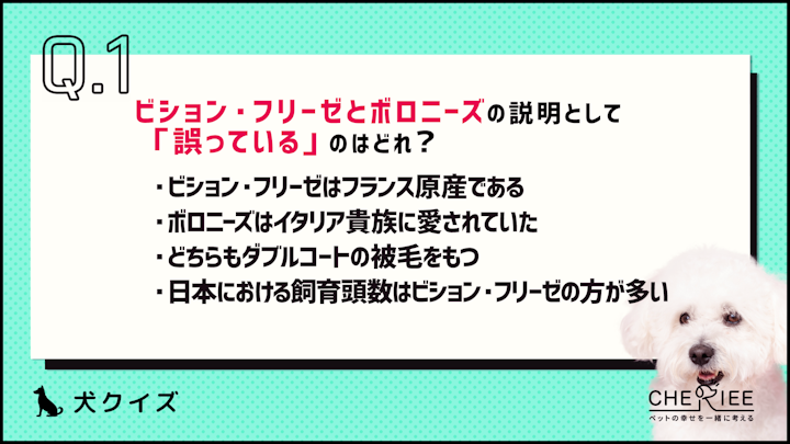 【クイズ】見分けられる？ビション・フリーゼとボロニーズの違いとはのアイキャッチ画像